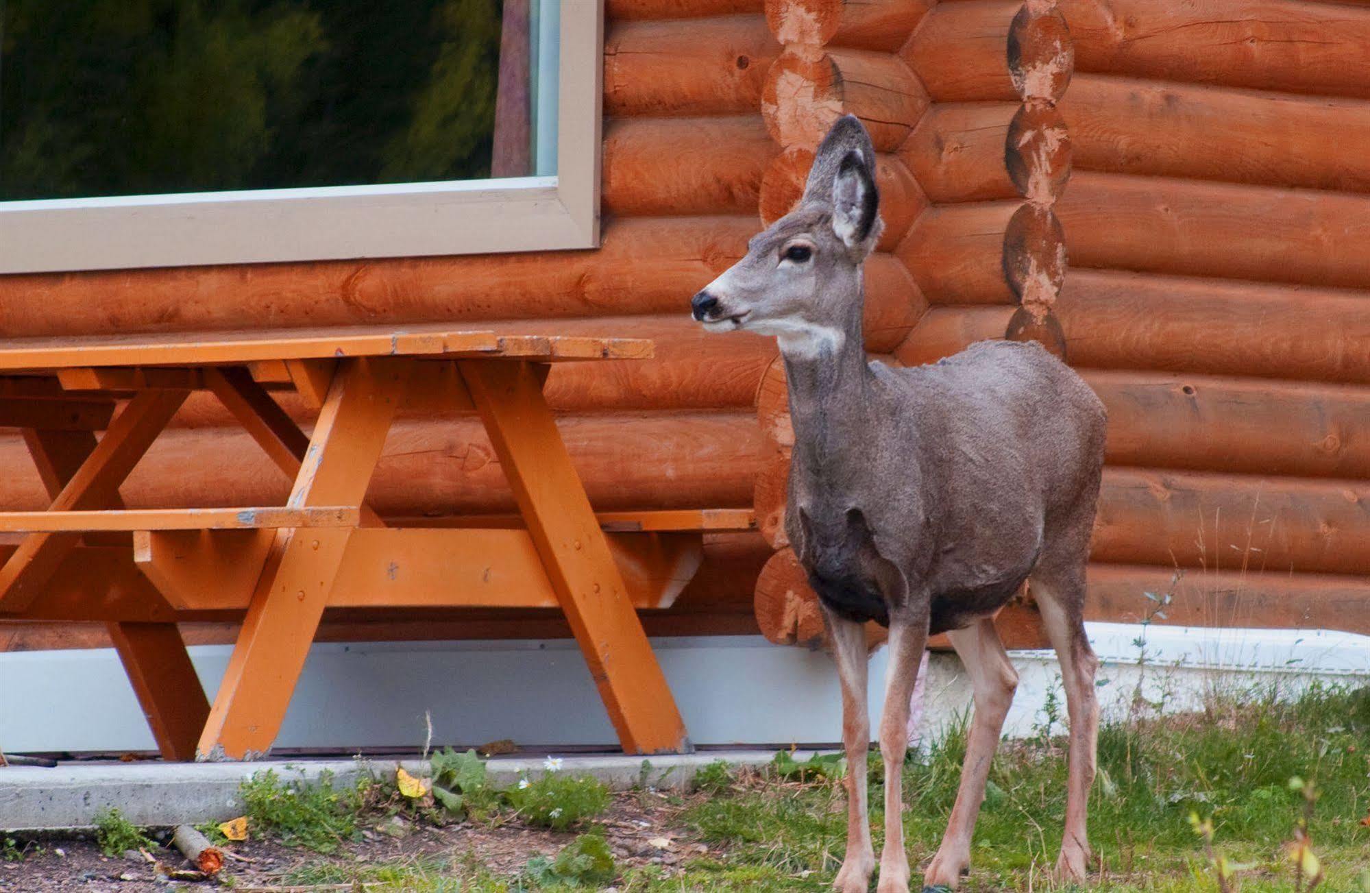 Elkwater Lake Lodge And Resort Экстерьер фото